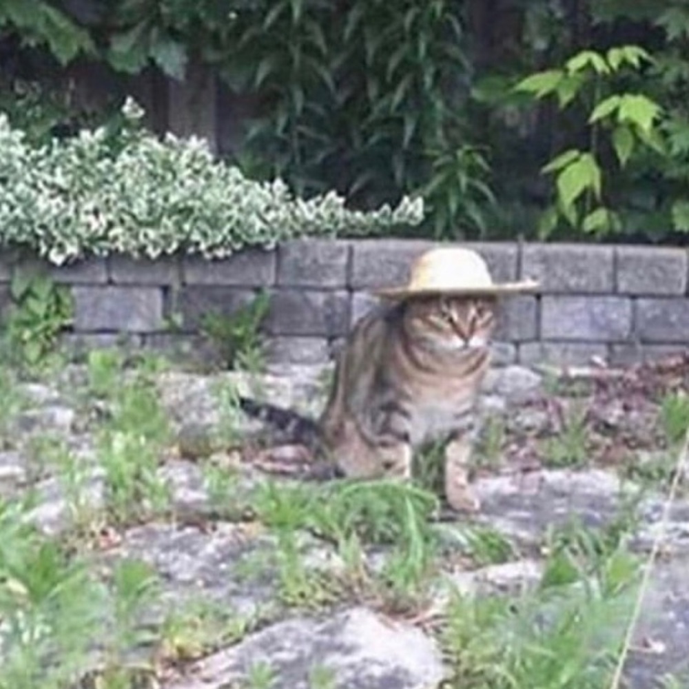 Meet your Posher, Tyler